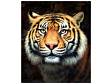 Картина "Тигр" х/м 77*68см (в багете) худ. А.Бруно фото 1