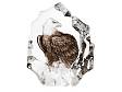 Белоголовый орлан Maleras в стекле 33893 фото 1